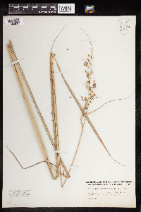 Sorghastrum nutans image