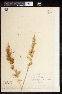 Sorghastrum nutans image