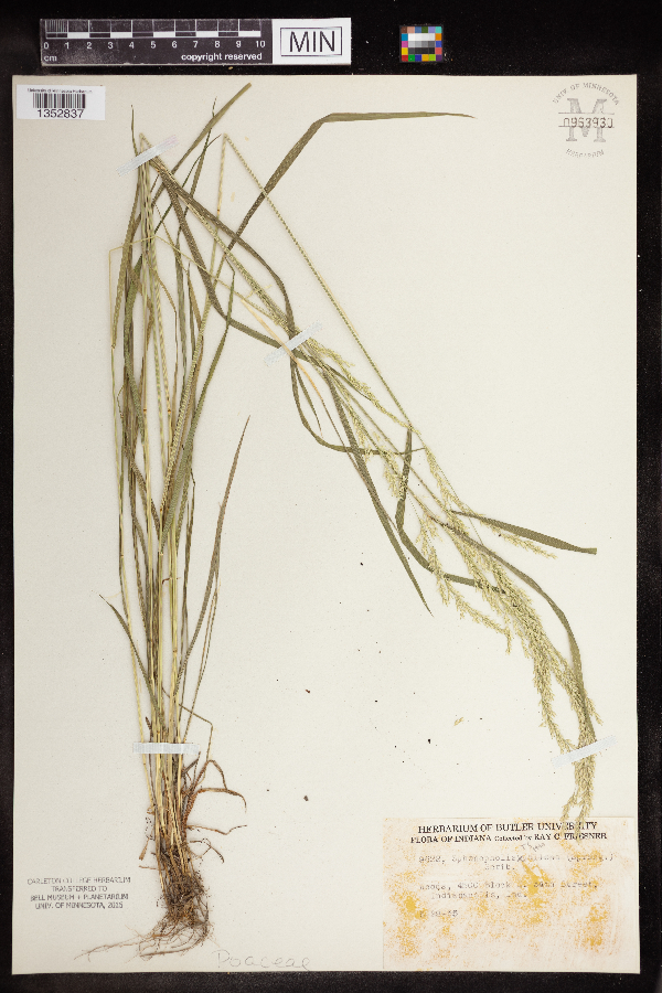 Sphenopholis × pallens image