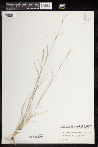 Sporobolus vaginiflorus image