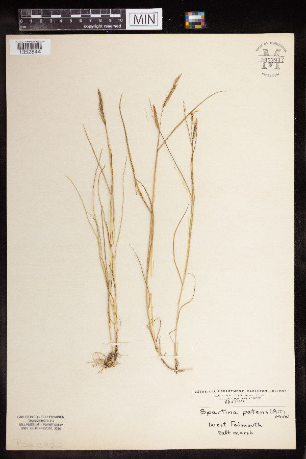 Spartina patens image