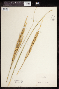 Spartina pectinata image