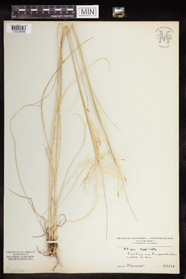 Stipa capillata image