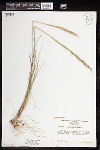 Image of Achnatherum nelsonii