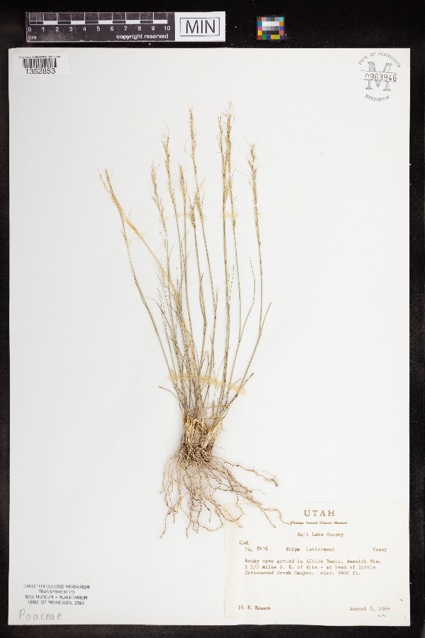 Achnatherum lettermanii image