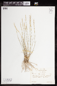 Image of Achnatherum lettermanii