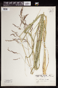 Tridens flavus image