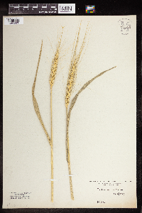 Triticum aestivum image