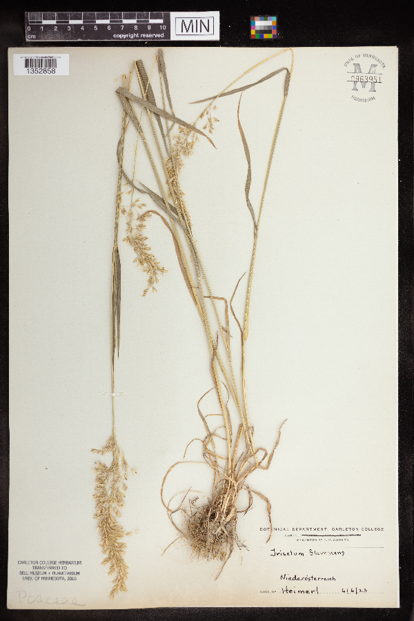 Trisetum flavescens image