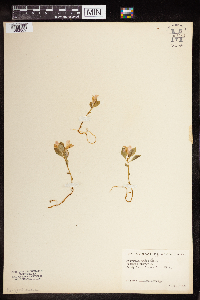 Polygaloides paucifolia image