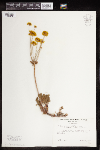 thumbnail image of current specimen