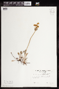 Eriogonum umbellatum var. majus image
