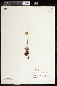 Eriogonum umbellatum var. majus image