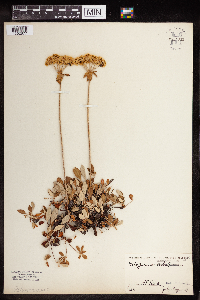 Eriogonum umbellatum var. majus image
