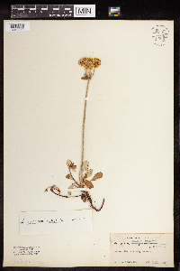 Eriogonum umbellatum var. majus image