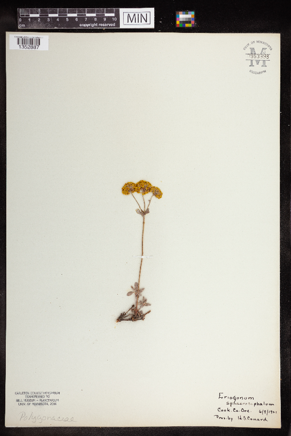 Eriogonum sphaerocephalum image