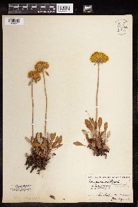 Thumbnail image of current specimen