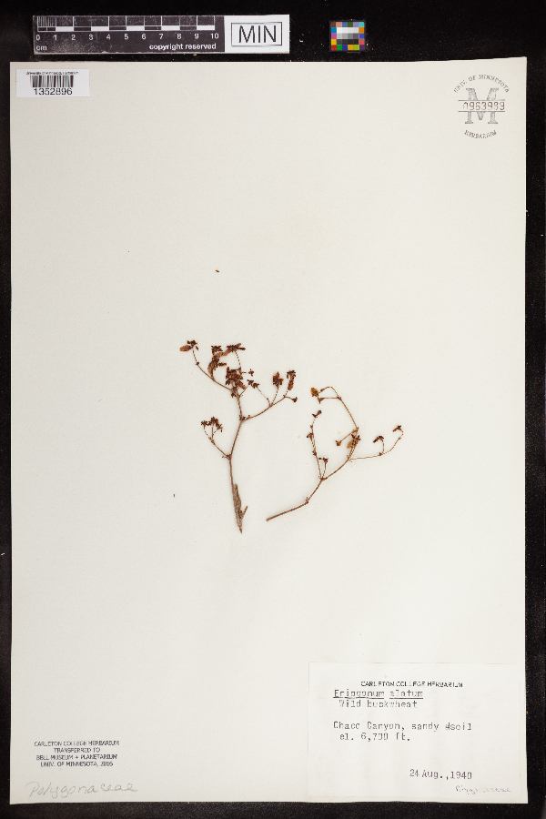 Eriogonum alatum image