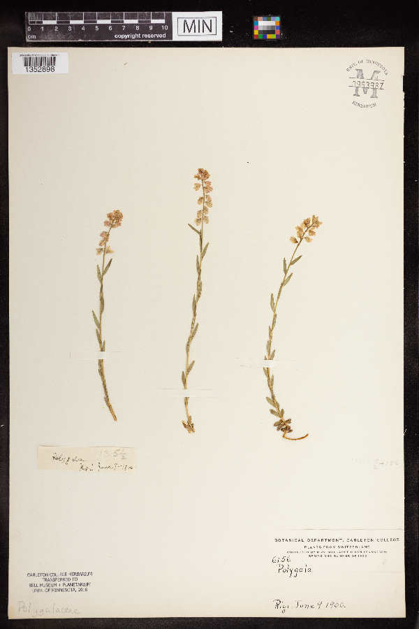 Polygalaceae image
