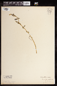 thumbnail image of current specimen