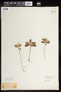 Polygaloides paucifolia image