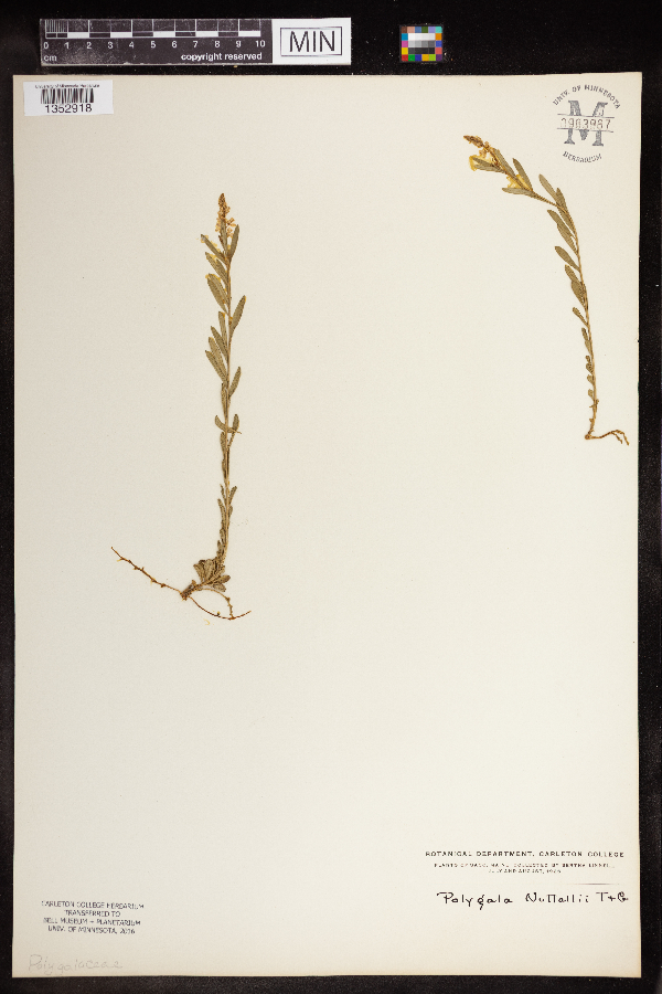 Polygala nuttallii image