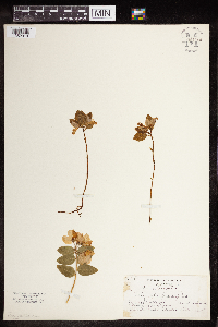 Polygaloides paucifolia image