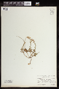Image of Polygala amara