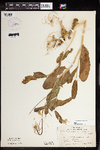 Conringia orientalis image