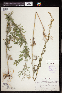 Image Associated With the Occurrence