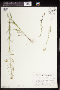 Descurainia pinnata image