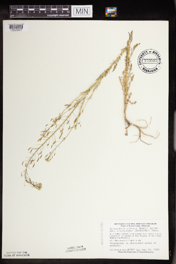 Descurainia pinnata subsp. brachycarpa image