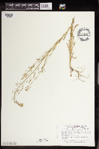 Descurainia pinnata image