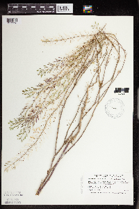 Descurainia pinnata image
