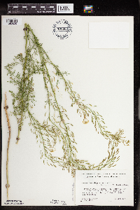 Descurainia pinnata image