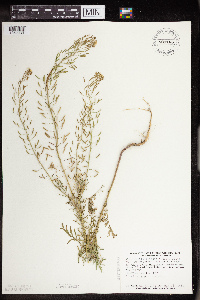 Descurainia pinnata image