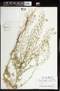 Descurainia pinnata image