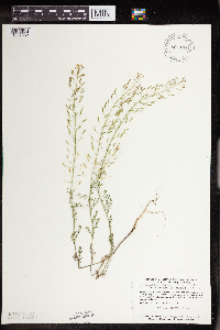 Descurainia pinnata image