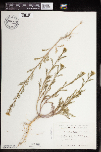 Descurainia pinnata image