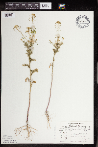 Descurainia pinnata image