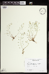 Draba nemorosa image
