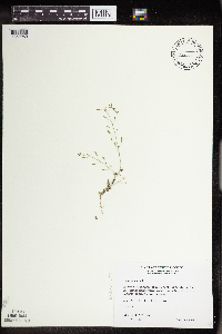 Draba nemorosa image