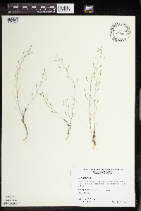 Draba nemorosa image