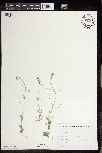Draba nemorosa image