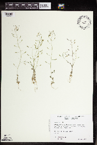 Draba nemorosa image