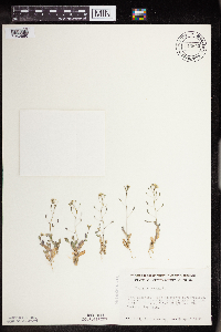 Draba nemorosa image