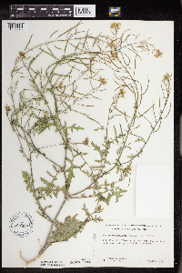 Erucastrum gallicum image