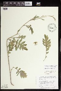 Erucastrum gallicum image