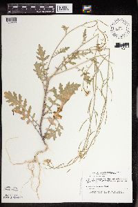 Erucastrum gallicum image