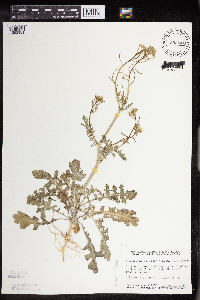 Erucastrum gallicum image